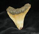 Bargain Megalodon Tooth #954-1